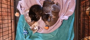 Free kittens 